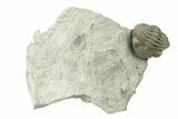 Wide, Enrolled Eldredgeops Trilobite - Ohio #270295-2